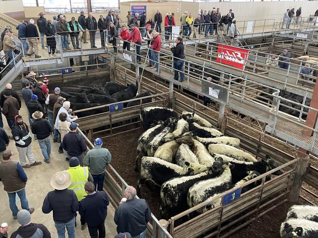 Buyers, livestock agents and vendors gather for the Pakenham store cattle sale. Picture: Zoe Phillips