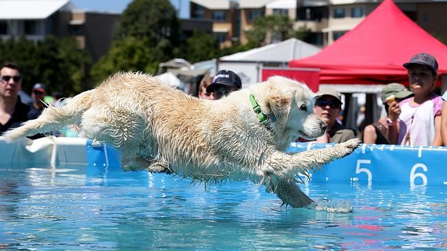 Dogs including "Winston" compete in the Dockdogs Nationals at the Gold Coast Pet Expo at Varsity Lakes. Pic: Adam Head