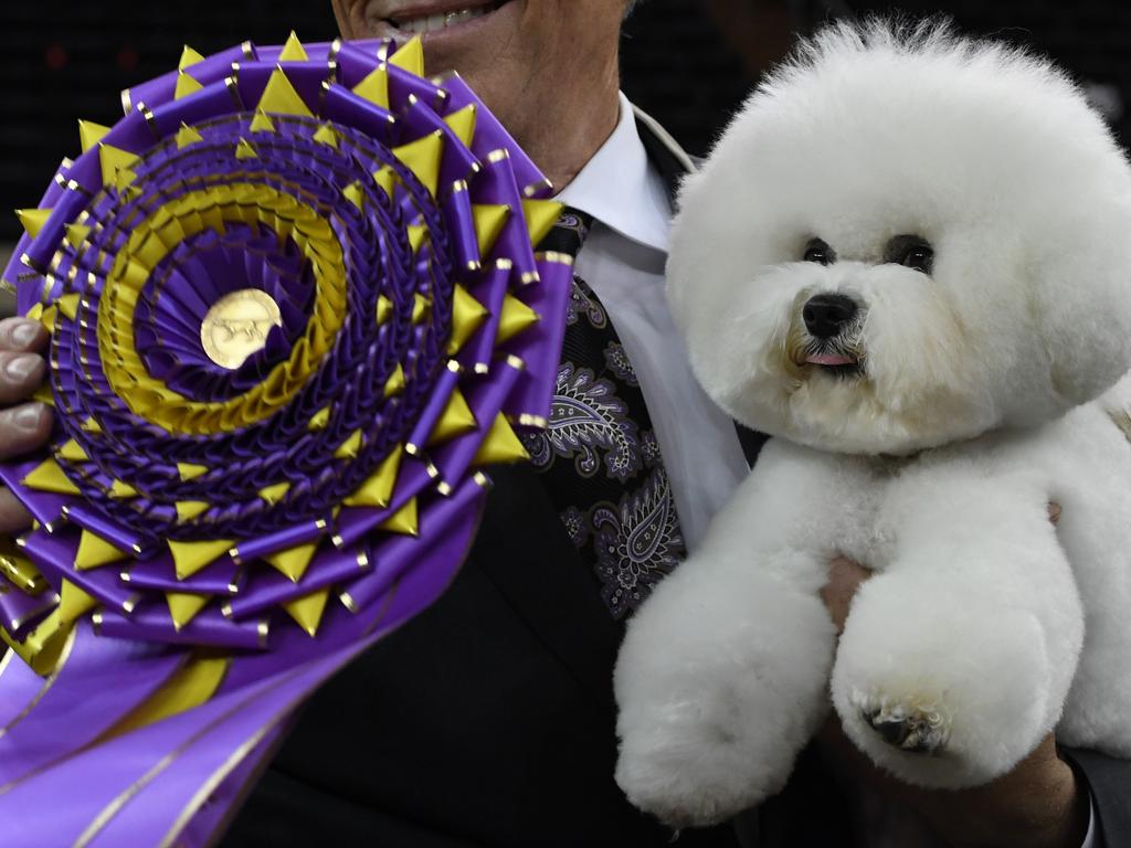 "Flynn" the Bichon Frise, with handler Bill McFadden, poses after winning "Best in Show" at the Westminster Kennel Club 142nd Annual Dog Show in Madison Square Garden in New York February 13, 2018. / AFP PHOTO / TIMOTHY A. CLARY