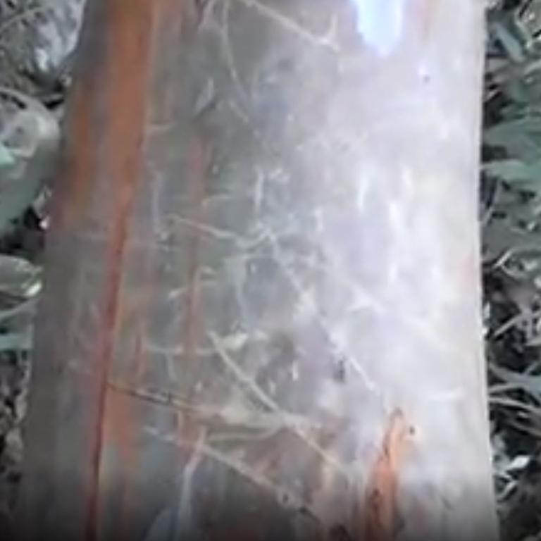 A video showed an extensively scratched-up tree in central west NSW. Picture: Facebook