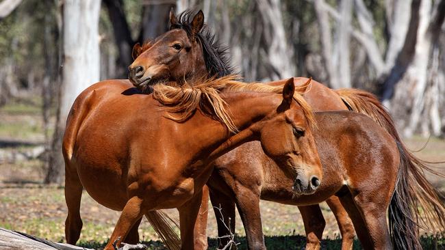 Parks Victoria is set to remove 120 horses this year. Picture: Mark Stewart