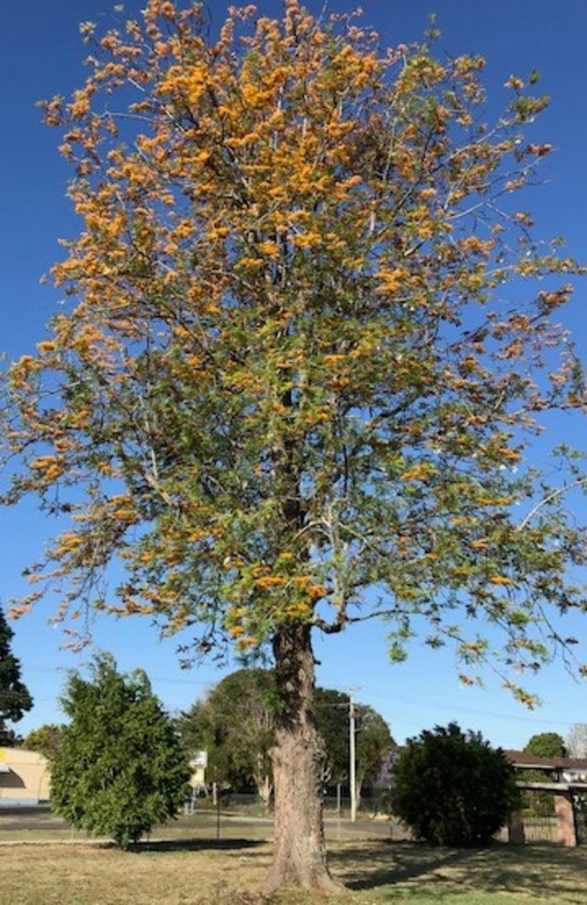 The silky oak is a striking Australian tree that also oozes cyanide.