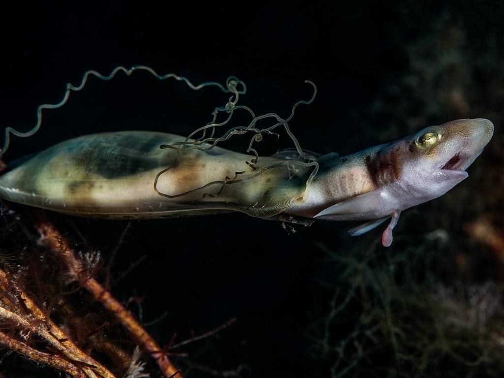 Underwater Photographer of the Year 2018. HIGHLY COMMENDED Category 4. Behaviour Credit name: Filippo Borghi/UPY 2018 Nationality: Italy Image caption: the birth Country taken: italy Location: tirrenica sea, porto santo stefano(grosseto) “I went to dive this site to photograph Mediterranean black coral but during the dive I discovered various shark egg cases in different stages of evolution. One of the egg cases had started to hatch and a baby shark was emerging! I took some photos s fast I could of this incredible moment.”