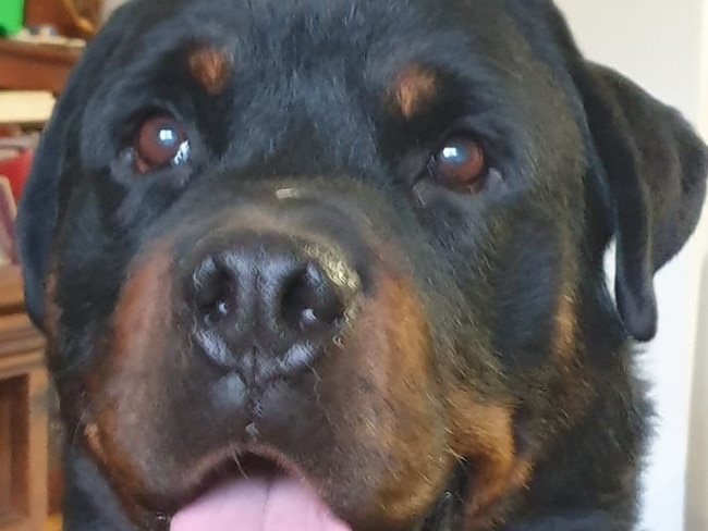 Tracy Kenyon's nine-year-old rottweiler Bobby was given a bowl of hot water by staff at a Cranbourne West cafe. Picture: Supplied