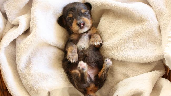 Polony, a two-week-old miniature Dachshund, has a cleft lip. Picture: Calley Gibson