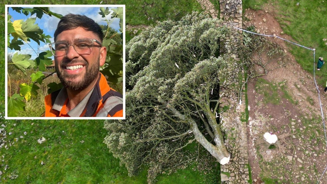 Heartbreaking twist after tree chopped down