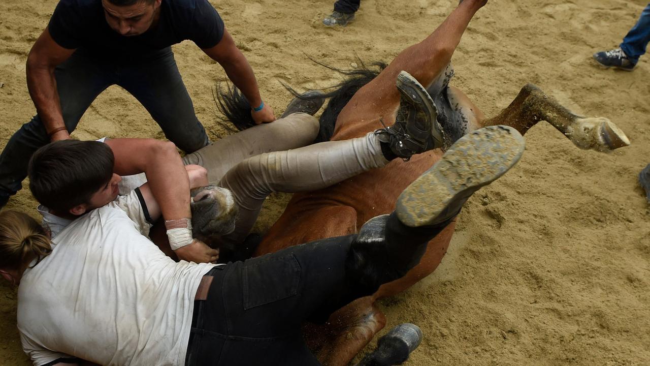 The horses are held down while their hair is clipped. (Photo by MIGUEL RIOPA / AFP)