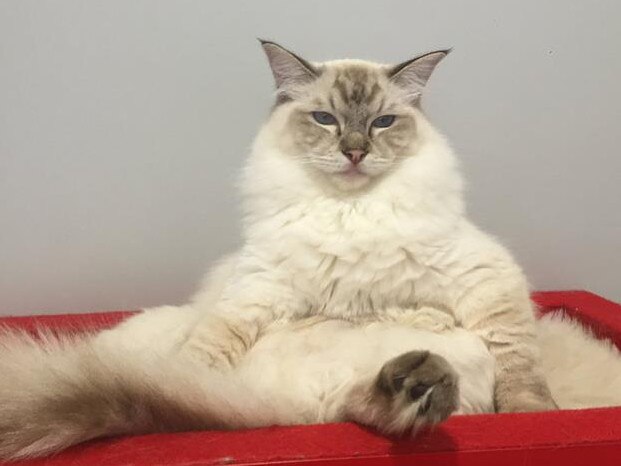 Clyde the Ragdoll. Picture: supplied