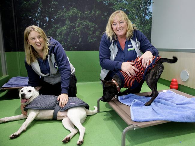 Staffer Carmen Stephens and care centre manager Julie Wood with two of the dogs in their care. Pictures: Peter Kelly