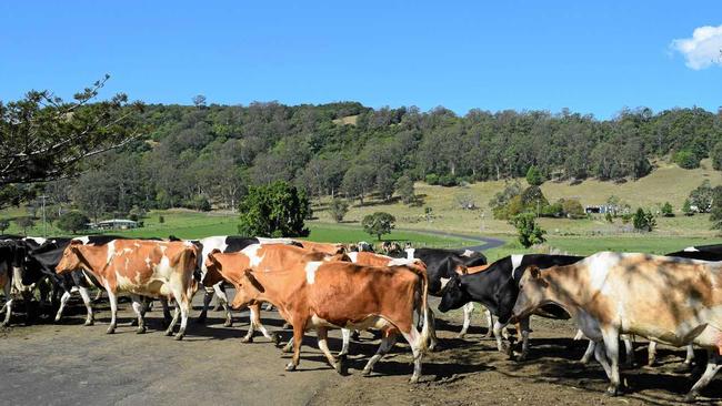 MOOOVE ALONG: These are the type of traffic jams we have to contend with on the Northern Rivers. Picture: Susanna Freymark