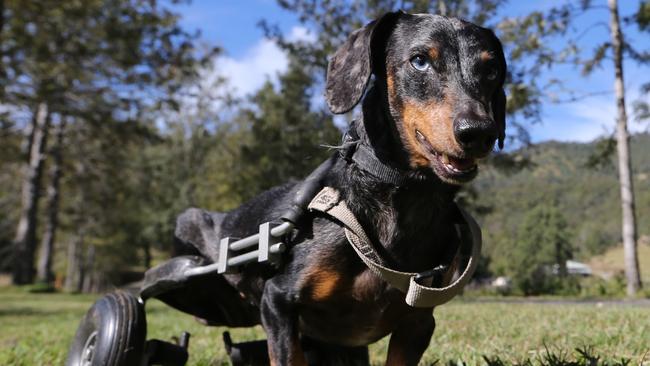 Krumm the mini dachshund is a disabled dog at the Storybook Farm Sacred Animal Garden. Picture Glenn Hampson.