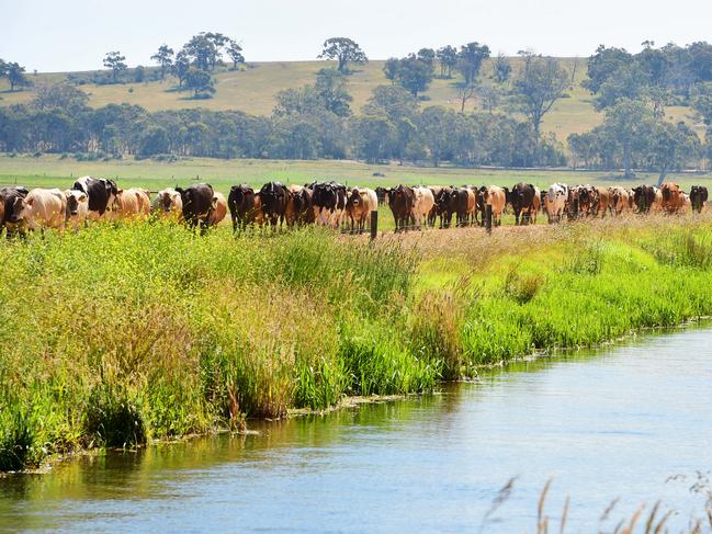 NEWS: Macalister Irrigation District Water.Generic irrigation. Irrigation channel. Alister Clyne's dairy farm. Dairy cows walking beside the irrigation channel.PICTURE: ZOE PHILLIPS
