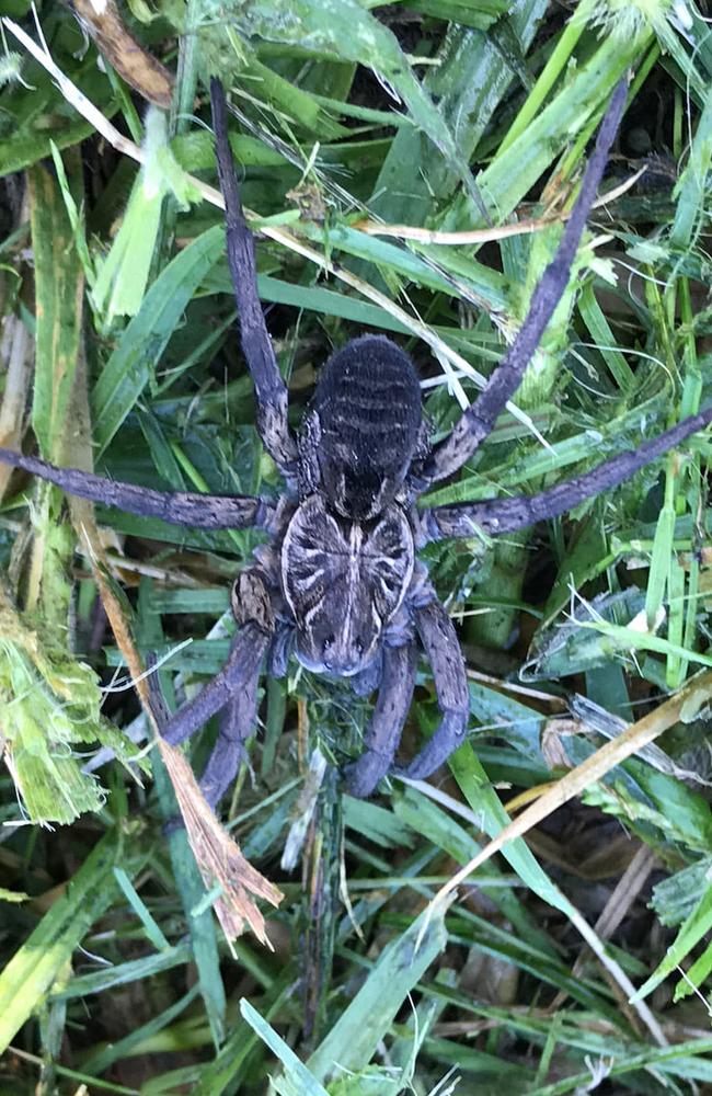 She shared snaps of it to Facebook where she learned they are wolf spiders. Picture: Facebook/Australianspideridentificationpage