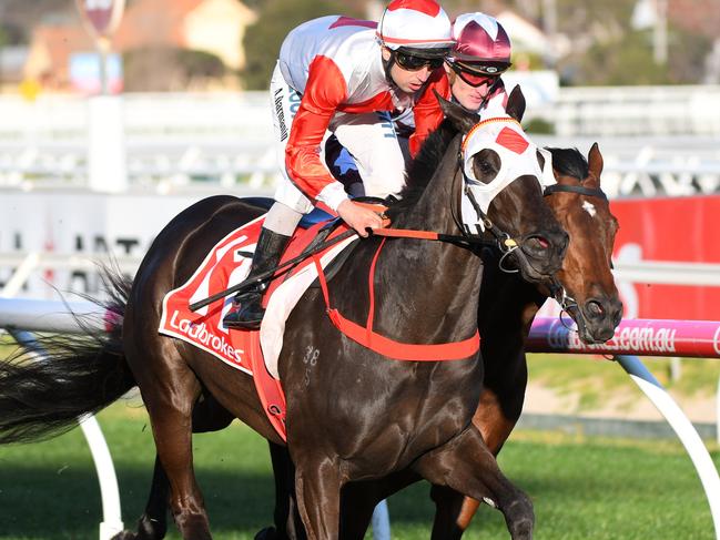 Siblings to Mystic Journey (above), Extra Brut and Oohood will be available at the Inglis Premier Yearling Sale.