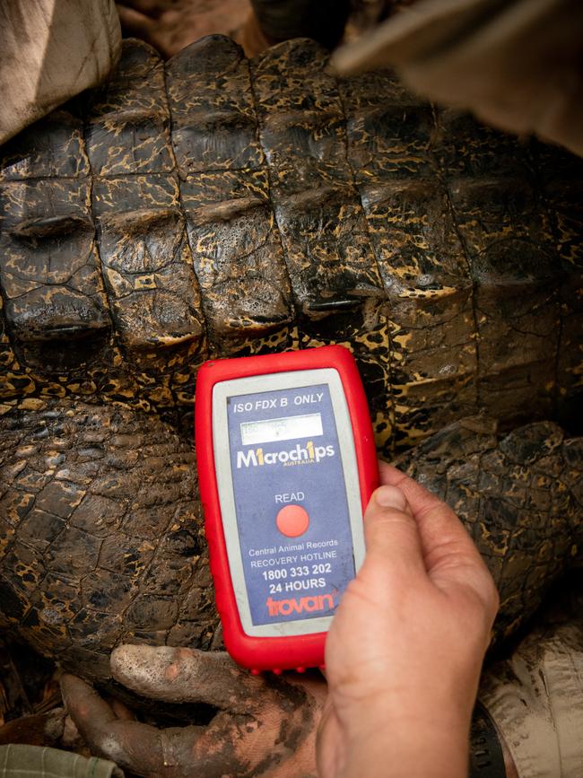 Researchers used microchips to monitor crocodile temperature and behaviour. Source: Australia Zoo