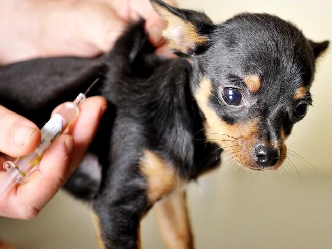 Dr Stephen Cutter gives his puppy Chihuahua 'Pox' a vaccination to prevent the current outbreak of 'Parvo' which is killing puppies. It's the worst outbreak for years and and 95 per cent of cases for dogs are fatal.