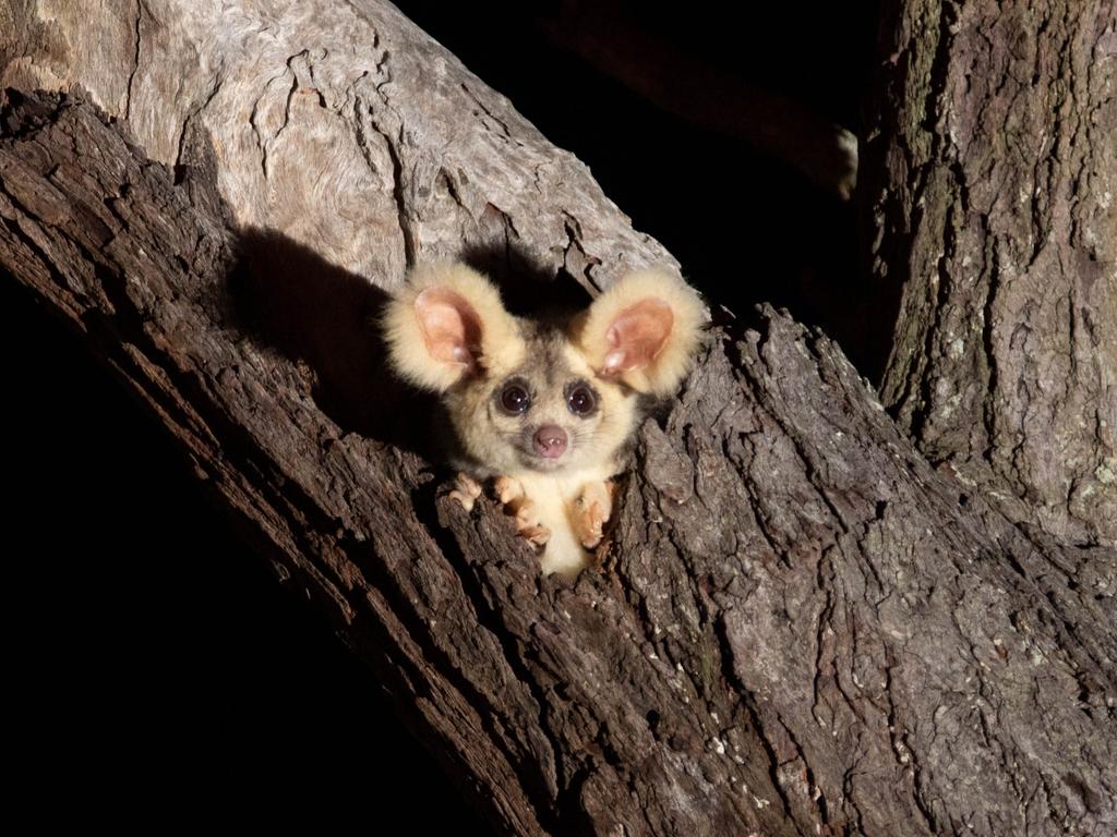 Greater gliders are a threatened species that depends on forests and large hollow-bearing trees for survival. Picture: Josh Bowell