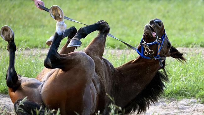 British horse Hoo Ya Mal has a roll in the sand after early morning trackwork at Werribee on October 31. (Photo by William WEST / AFP)