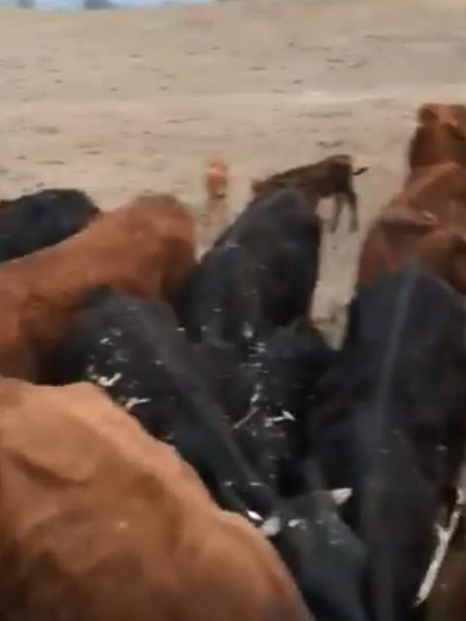 The cattle Mr Joyce was feeding during the video. Picture: Twitter