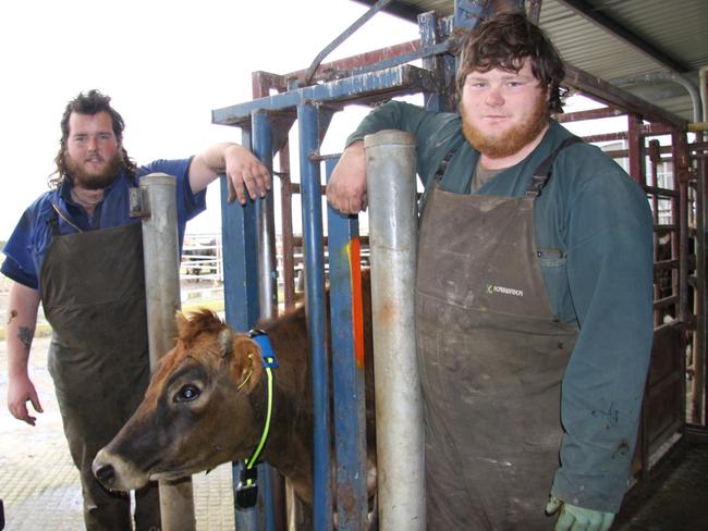 Paul and Anthony Nichols who are installing a new electronic cow monitoring system on their dairy farm near Smithton.