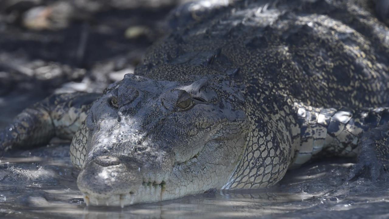 The crocodile was likely attracted to the bull, the department said. Picture: Amanda Parkinson