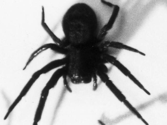 Black house spiders are sometimes kept as pets.