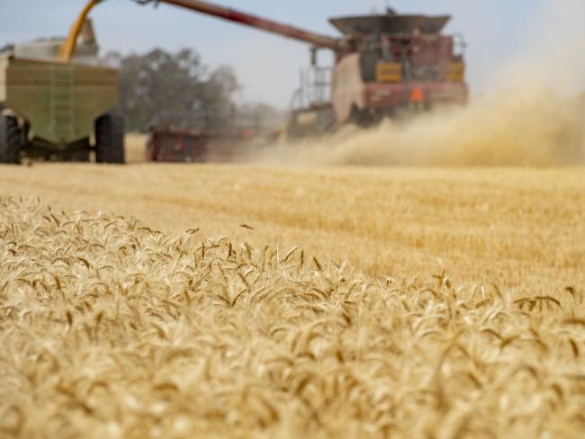 Harvest - Simon Wall at Pine LodgeSimon Wall is a livestock and cropping farmer who will still be harvesting wheat.He thinks he will be finished on Monday afternoon. His property has missed most of the wet weather and storms, so the wheat is performing well and no quality downgrades. PICTURED: Generic harvest. Header and chaser bin. Wheat harvest. Wheat crop. Harvesting wheat. Harvesting. Stock Photo. Picture: Zoe Phillips