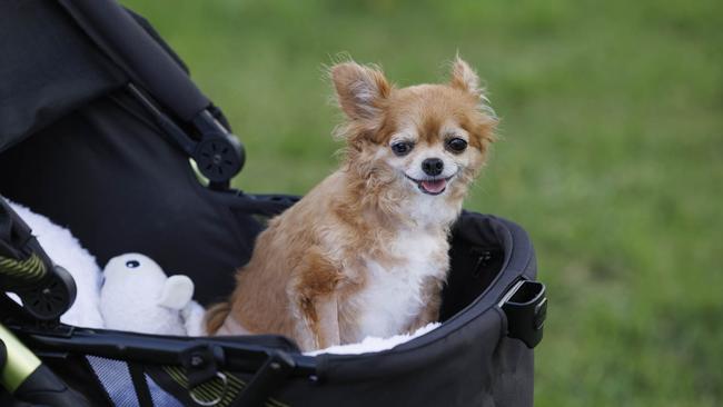 Pixie was mauled by a tan and white bulldog known as Ruby at a Fortitude Valley enclosure. Picture: Glenn Hunt