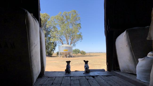 Mini Foxies Frida (left) and Skyla (right) helped out with their first shearing on the farm at Pine Grove (near Mitiamo, Vic) when they were 11 weeks old. This picture was take mid arfternoon when they were tired enough to sit still. Picture: Shari Rankin