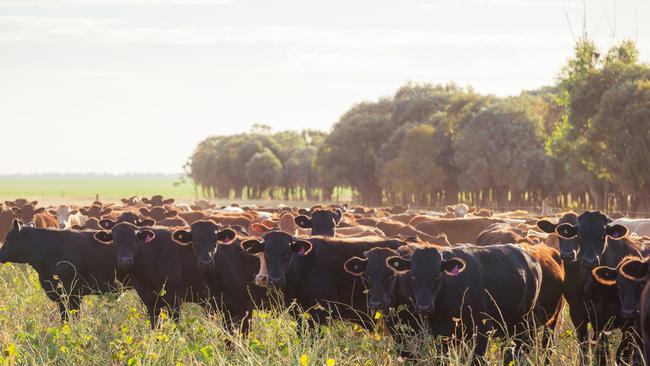 Cattle from AACO Westholme. Image: supplied