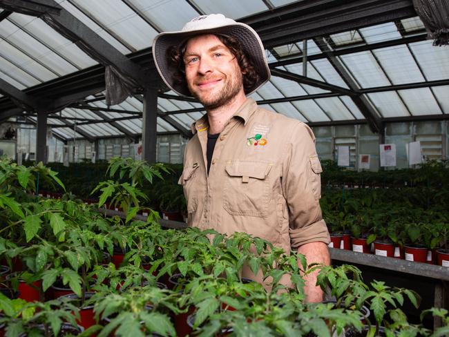 Nursery Horticulturist Vito Andolini at the Royal Botanical Gardens with tomato seedlings that are ready to go on sale.Picture: Linda Higginson