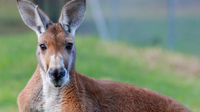 There are calls from Wildlife Victoria to reconsider the plan to cull kangaroos to use as dog food.