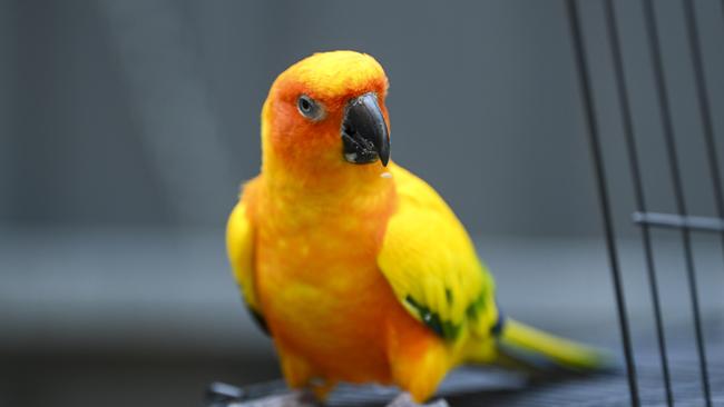 Hamid Tahmasebi and his partner Zohreh Saeidi’s parrot Sunny, who they saved from his burning home. Picture: Mark Brake