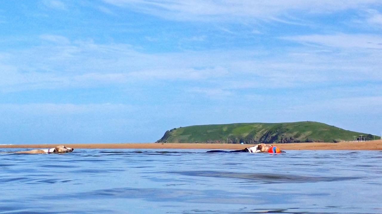 Swimming past Muttonbird Island, up Coffs Creek. Snapped by Bronwyn Hawkes.