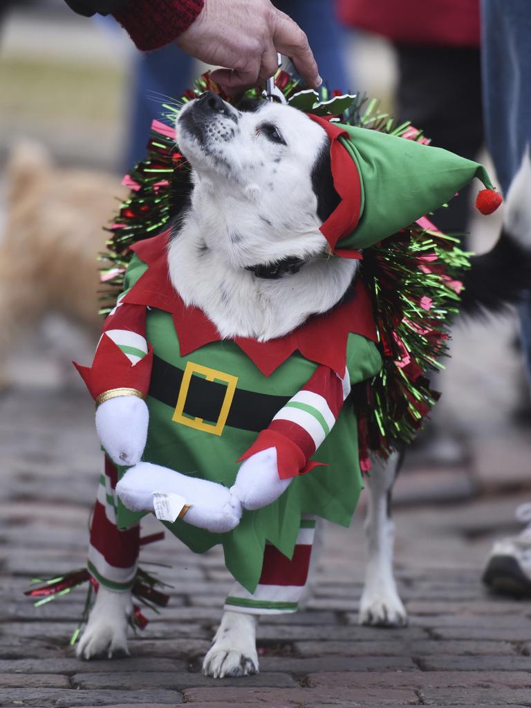 Dozens of dogs and their owners gather in downtown St. Joseph, Mich., Saturday, Dec. 7, 2019, for the 21st annual Reindog Holiday Parade. (Don Campbell/The Herald-Palladium via AP)