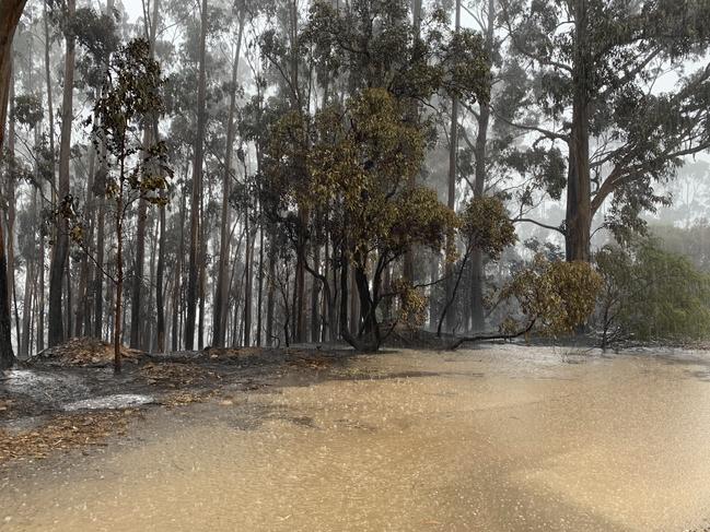 Rain has dampened some of the forest hit by fire yesterday.