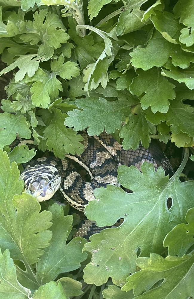 Carpet python in a garden at a home in Augustine Heights. Picture: N &amp; S Snake Catcher/FB