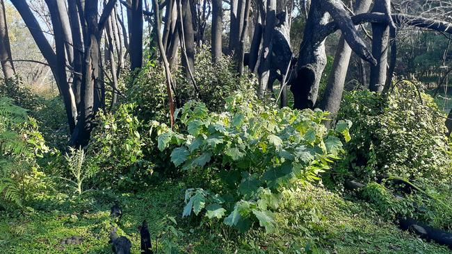 Clarence Valley Council has been awarded funding to tackle persistent weeds invading areas that were severely affected by last summer's bushfires, including the invasive tropical soda apple.