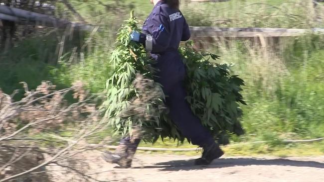 Cannabis was allegedly being grown with stolen electricity. Picture: Victoria Police
