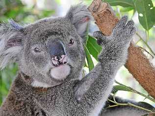 Who will save our koalas?