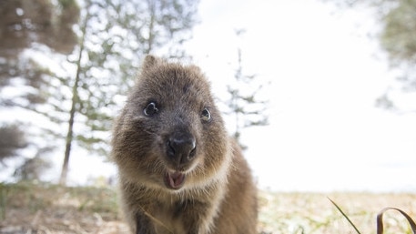 According to the PM, if Steven Marshall were an animal, he’d be a Quokka. Look at him - he’s so happy! Picture: Tourism Western Australia