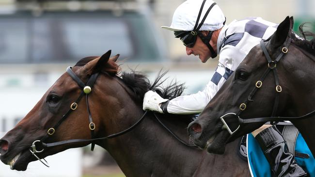 Miss Cover Girl gets her opportunity for a long overdue win. Picture: Mark Evans