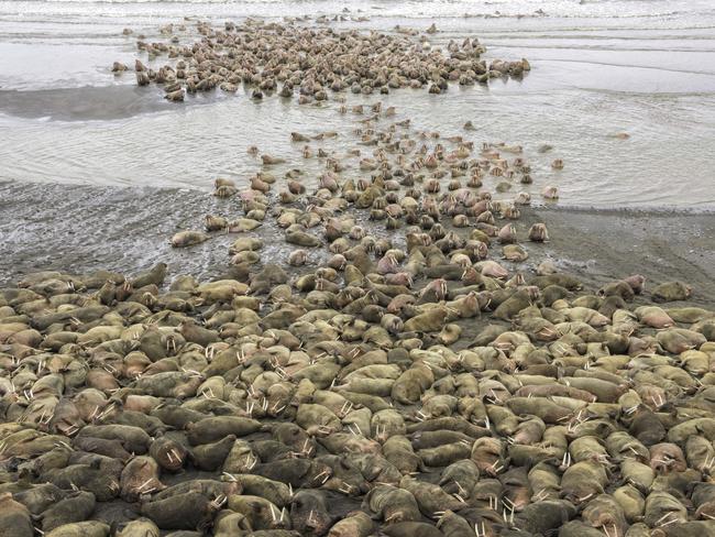 A herd of thousands of walruses crowded together on an Alaskian beach. Melting sea ice forced the animals ashore. Walruses are sociable animals and known to assemble in herds of several hundred, but a gathering of thousands is rare. Picture: Rick Beldegreen/Solent News