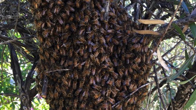 Home-hunting bees full of honey — not aggressive | Daily Telegraph