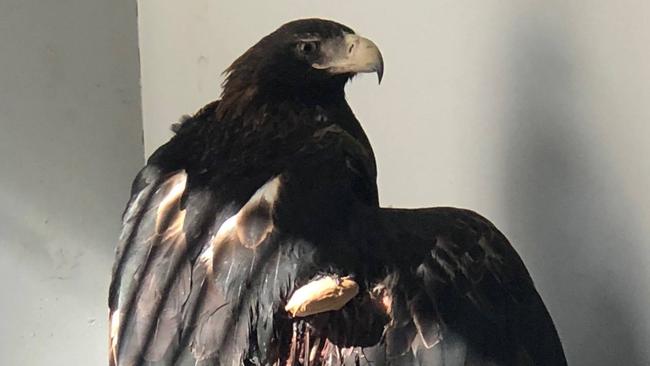 The wedge-tailed eagle, the largest bird of prey in Australia, has had surgery at the Avian Reptile and Exotic Pet Hospital, at Camden, to repair a bone fracture in its right wing. Picture: Facebook