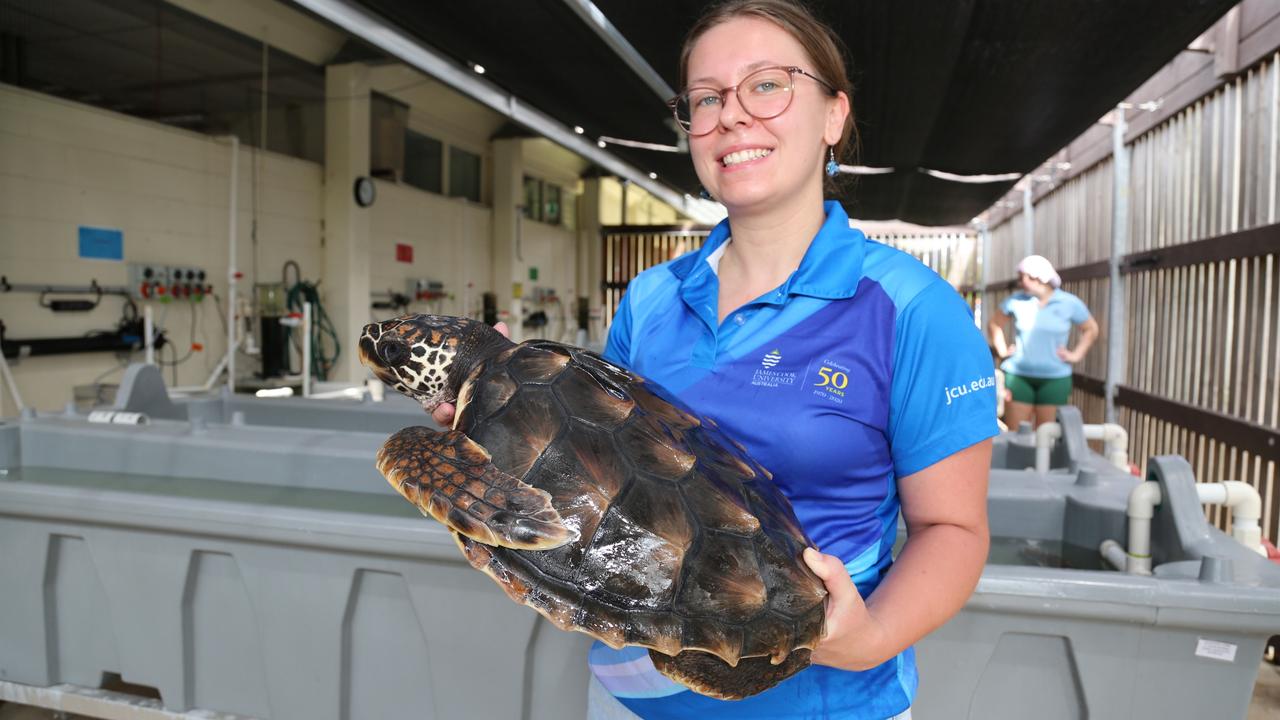 ‘Feisty and bitey’: Loggerhead turtle toddlers turning their nose up at ...