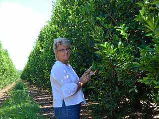 SWEET OPPORTUNITY: Susan Jenkin is excited Ironbark Citrus can explore new export markets in the Philippines thanks to a State Government grant. Picture: Felicity Ripper