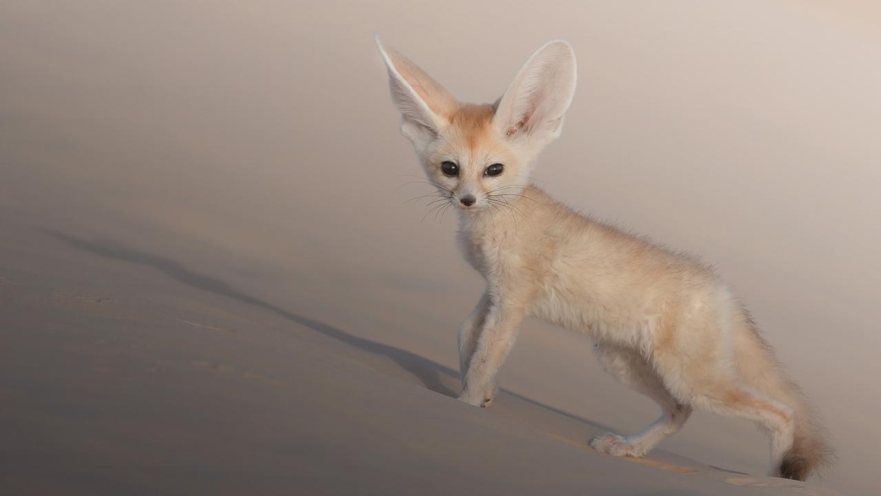 A precious fennec fox in the heart of the Tunisian desert by Marcello Galleano. Picture: Marcello Galleano Africa Geographic Photographer of the Year 2021