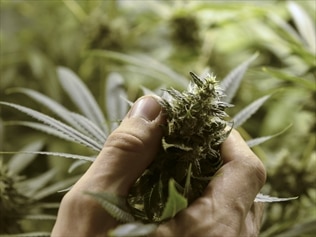 a marijuana grower shows his crop