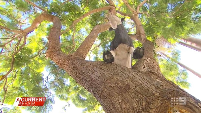 The couple have added quirky features (like the cow, pictured above) to the tree in hopes of making it part of the furniture, but now they fear it will topple onto their home. Picture: A Current Affair.